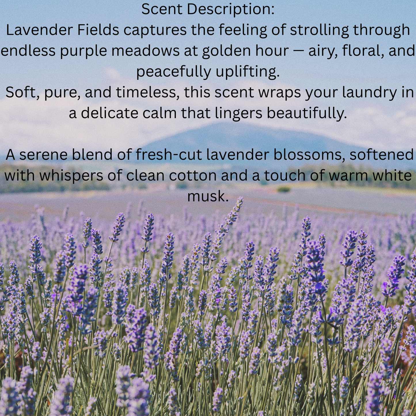 Lavender fields with text detailing the calming effects and floral notes of the Lavender Fields Laundry Scent Booster.